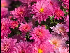 -中国天府农业博览园