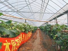 -马陆小张葡萄园农家乐