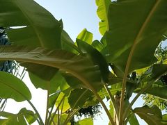 -孔雀湖生态旅游区