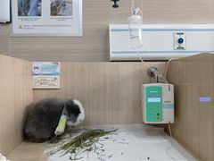-北京观赏动物医院·24小时大型综合·猫专科·异宠专科