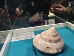 -青岛贝壳博物馆