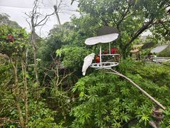 -新加坡飞禽公园