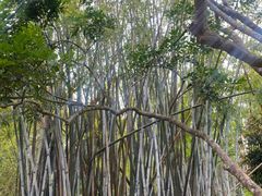 -丰依竹食·老牌竹筒饭