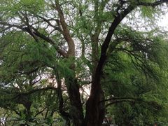 -广州兰圃