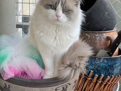 -伟伟宠物医院·CT影像中心·瑞派犬猫综合性门诊(汉口总院)