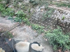 -成都动物园