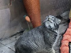 -青藏高原野生动物园