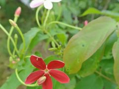 android_upload_pic-广西壮族自治区药用植物园