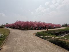 -天适樱花悠乐园