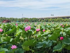 -荷塘月色湿地公园·向阳花洲