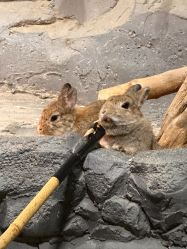 -Zoolung Zoolung动物主题公园(海信广场店)