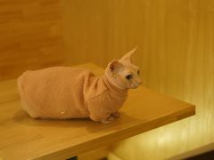 -猫腻·猫咖·撸猫馆(星光大道店)