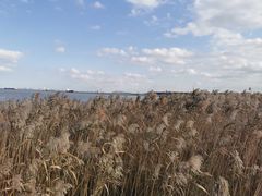-上海吴淞炮台湾国家湿地公园