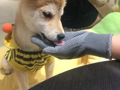 -逗柴咖啡屋·狗咖猫咖宠物桌游