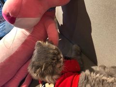 -喵屿·大理花园猫咖