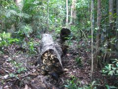 -武吉知马自然保护区