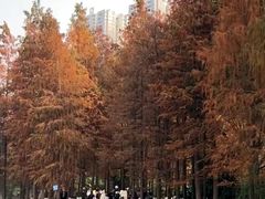 -重庆彩云湖湿地公园