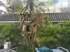 -老幺泉水鸡
