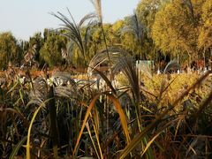 -大兴滨河森林公园