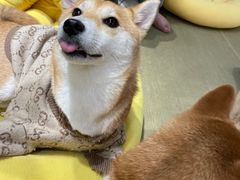 -逗柴咖啡屋·狗咖猫咖宠物桌游