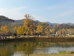 -千年银杏谷文化旅游区