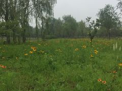 -东郊湿地公园