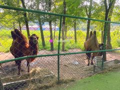-大连铭湖国际观光牧场