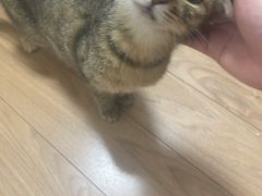 -关爱宠物医院·猫科中心·消化科(滨湖万达分院)