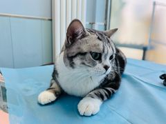 -纳吉亚猫专科动物诊疗中心(蒋宅口分院)