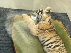 -大连森林动物园