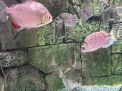 -太平洋海底世界