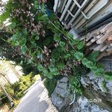 木耳菜