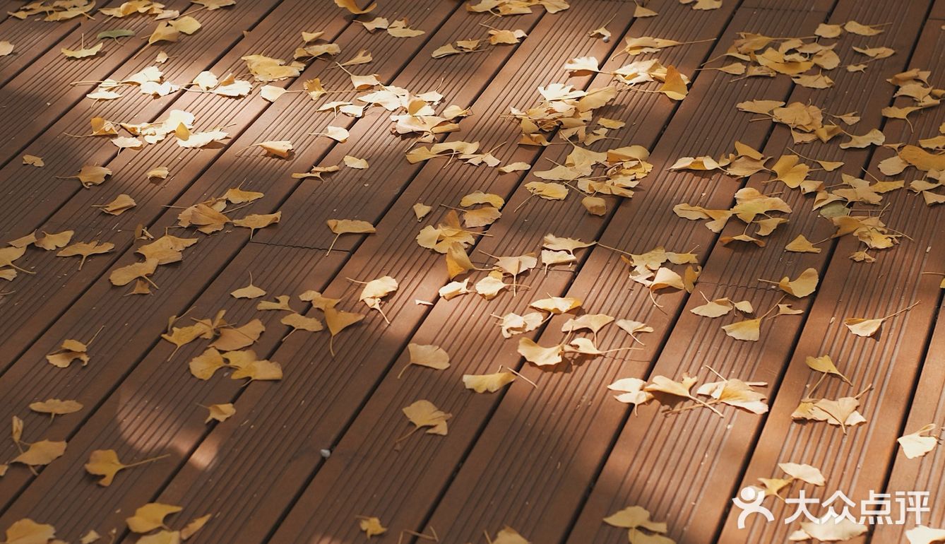 魔都秋天最火的银杏咖啡店