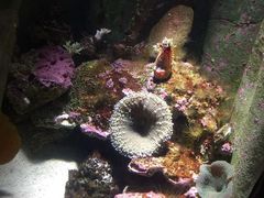 -悉尼海洋生物水族馆