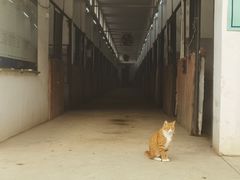 -枫露马术学院(藏书校区)
