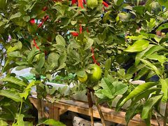 -双季花艺园艺市场(浦东店)