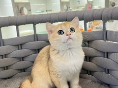 -lincat·猫舍(广州店)