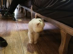 -more than meow吴止猫主题餐厅(承德 中船汇店)