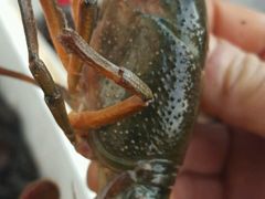 -王红军龙虾(新民路店)