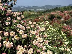 -贵州百里杜鹃风景名胜区