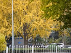 -三里屯东五街银杏大道