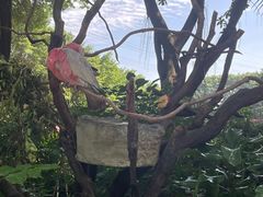 -广州长隆飞鸟乐园