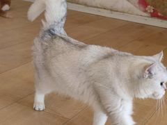 -Let's go狗咖·猫咖·奶狗·桌游(春熙路IFS店)