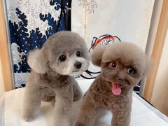 -宠物梦想家(日月豪庭店)