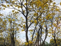 -兵立王鲜果茶·奶茶(大学路店)