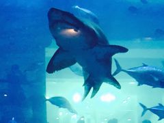 -迪拜水族馆及水下动物园
