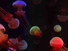 -海合安成都极地海洋公园