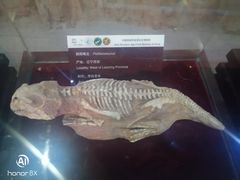 -中国西峡恐龙遗迹园