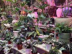 -花鸟鱼虫鲜花绿植市场(玉泉路店)