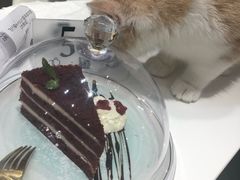 -飞行喵MR PILOT|猫舍·猫咖(静安大融城店)